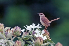 Tawny-flanked Prinia [Prinia subflava affinis]