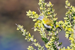 Yellow-breasted Apalis [Apalis flavida neglecta]
