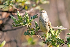 Drakensberg Prinia [Prinia hypoxantha]