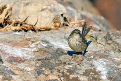 Drakensberg Prinia [Prinia hypoxantha]