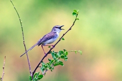 Pale Prinia [Prinia somalica erlangeri]
