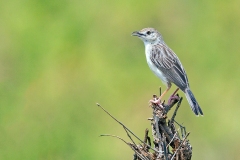 Ashy Cisticola [Cisticola cinereolus schillingsi]