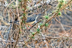 Red-fronted Prinia [Prinia rufifrons smithi]