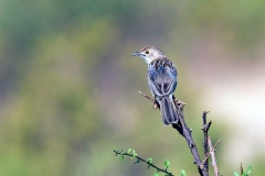 Rattling Cisticola [Cisticola chiniana ukamba]