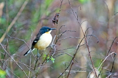 Black-capped Donacobius [Donacobius atricapilla atricapilla]