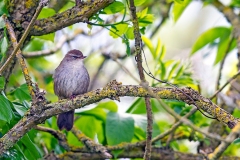 Cetti's Warbler [Cettia cetti cetti]