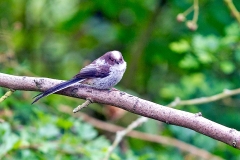 Long-tailed Tit [Aegithalos caudatus rosaceus]