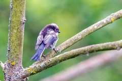 Long-tailed Tit [Aegithalos caudatus rosaceus]