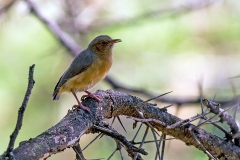 Red-faced Crombec [Sylvietta whytii jacksoni]