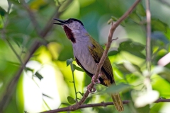 Grey-capped Warbler [Eminia lepida]