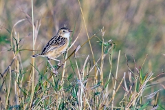 Pectoral-patch Cisticola [Cisticola brunnescens nakuruensis]