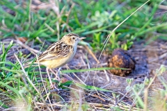 Pectoral-patch Cisticola [Cisticola brunnescens nakuruensis]