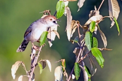 Rattling Cisticola [Cisticola chiniana victoria]