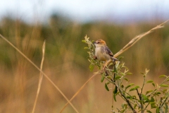 Stout Cisticola [Cisticola robustus nuchalis]