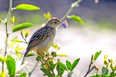 Winding Cisticola [Cisticola marginatus nyansae]