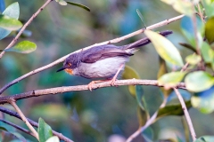 Chestnut-throated Apalis [Apalis porphyrolaema]