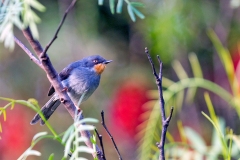 Chestnut-throated Apalis [Apalis porphyrolaema]