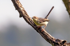 Grey Apalis [Apalis cinerea cinerea]