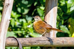 Cinnamon Bracken Warbler [Bradypterus cinnamomeus cinnamomeus]
