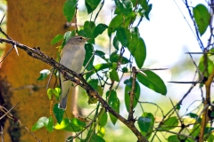 Willow Warbler [Phylloscopus trochilus]
