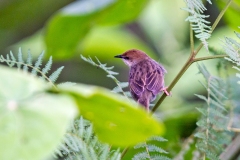 Hunter's Cisticola [Cisticola hunteri]