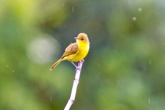 Mountain Yellow Warbler [Iduna similis]
