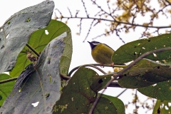 Black-throated Apalis [Apalis jacksoni jacksoni]