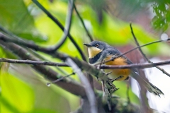 Black-collared Apalis [Oreolais pulcher pulcher]