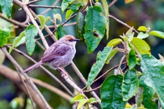 Hunter's Cisticola [Cisticola hunteri]