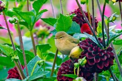 Willow Warbler [Phylloscopus trochilus trochilus]