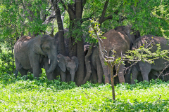 MAMMALS - THE BIG 5