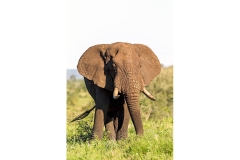 African Bush Elephant [Loxodonta africana]