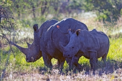 White Rhinoceros [Ceratotherium simum simum]