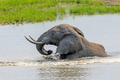 African Bush Elephant [Loxodonta africana]