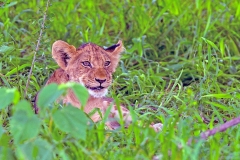 Lion [Panthera leo melanochaita]