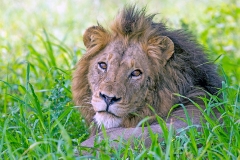 Lion [Panthera leo melanochaita]