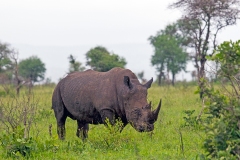 White Rhinoceros [Ceratotherium simum simum] ]