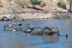 African Bush Elephant [Loxodonta africana]