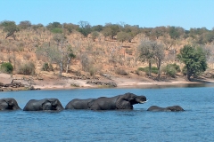 African Bush Elephant [Loxodonta africana]