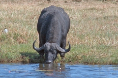 African Buffalo [Syncerus caffer caffer]