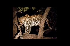 Leopard [Panthera pardus pardus]