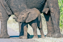 African Bush Elephant [Loxodonta africana]