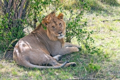 Lion [Panthera leo melanochaita]