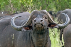 African Buffalo [Syncerus caffer caffer]