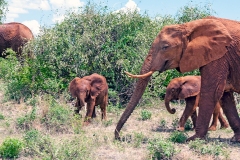 African Bush Elephant [Loxodonta africana]