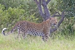 Leopard [Panthera pardus pardus]