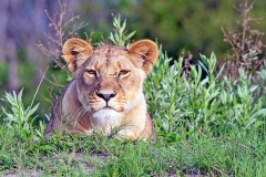 Lion [Panthera leo melanochaita]