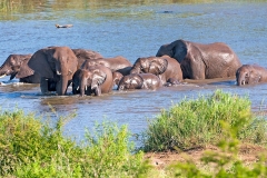 African Bush Elephant [Loxodonta africana]