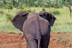 African Bush Elephant [Loxodonta africana]