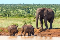 African Bush Elephant [Loxodonta africana]